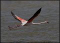 _9SB1318 greater flamingo